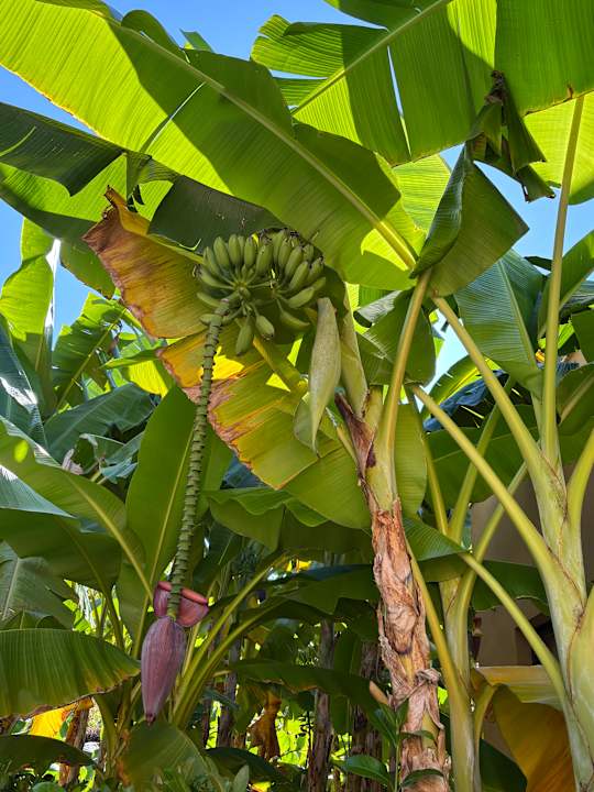 Gartenanlage Grecotel LUXME Costa Botanica