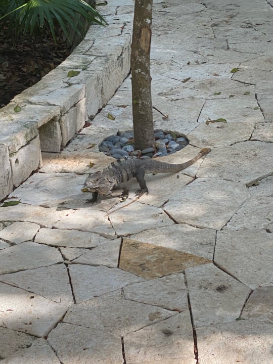 Gartenanlage Catalonia Royal Tulum Beach & Spa Resort - Adults only