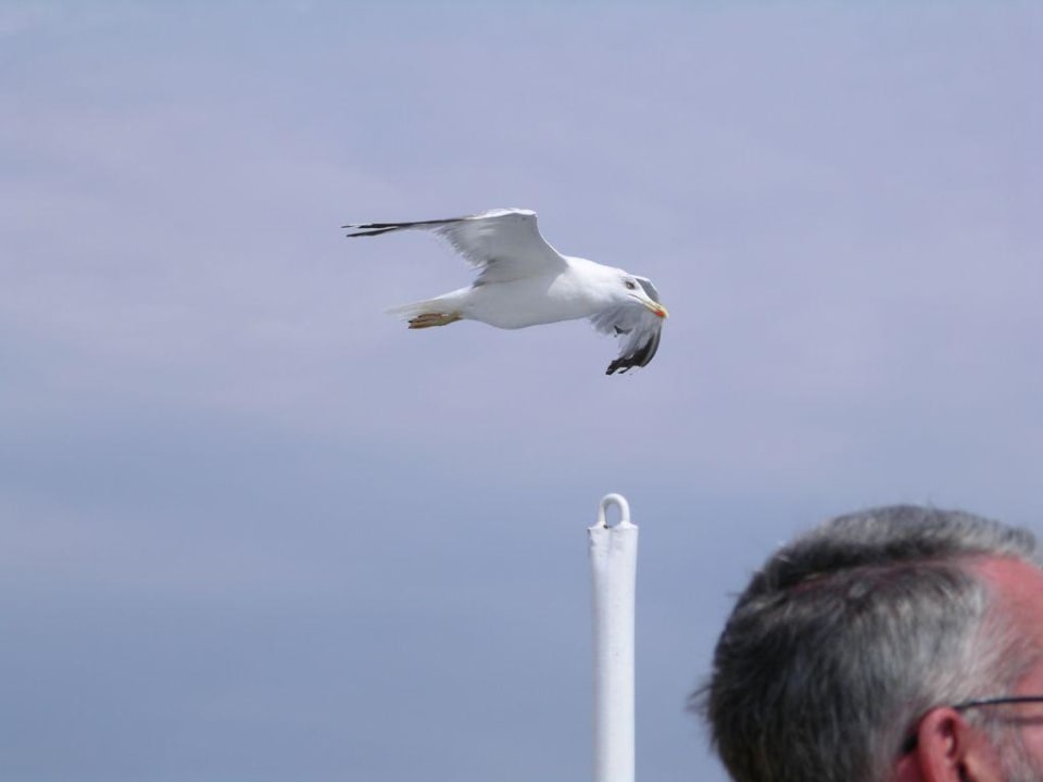 Federvieh auf Tuchfühlung Akrathos Beach Hotel