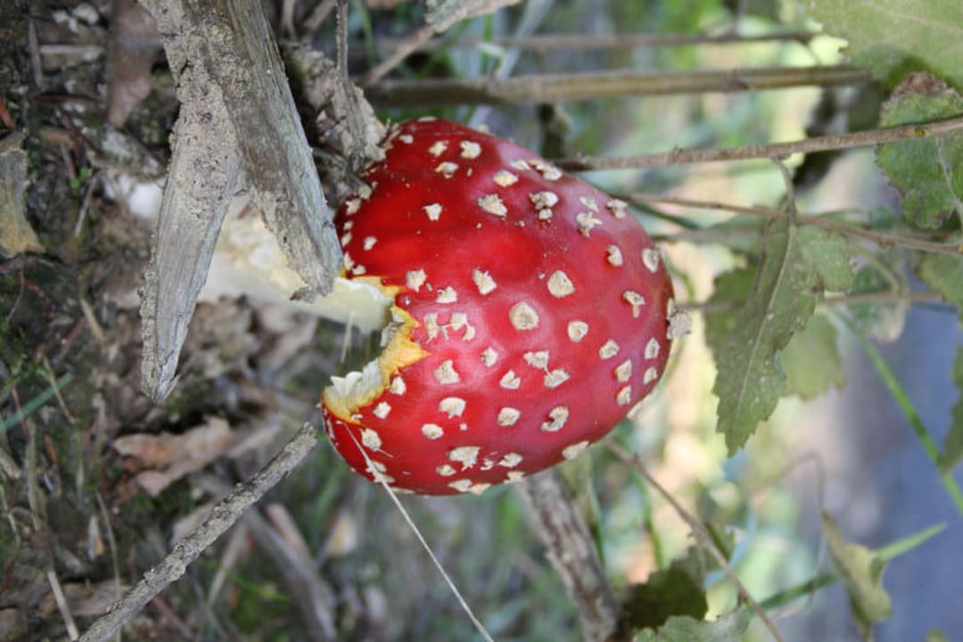 Im Wald gefunden Center Parcs Les Trois Forêts