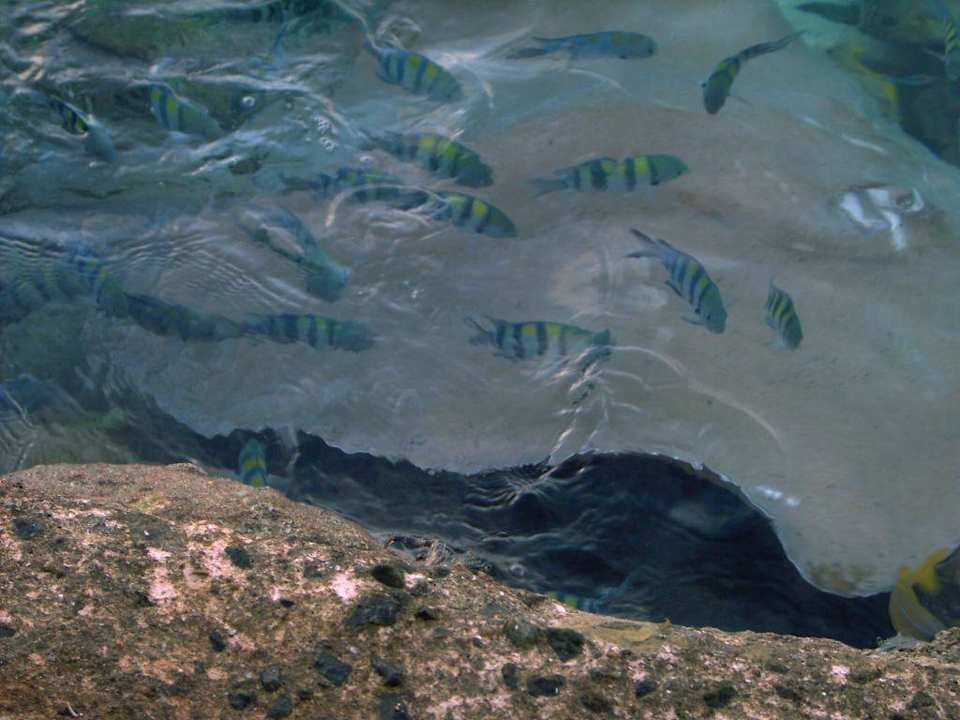 Rochen und sonst. Fische Summer Island Maldives