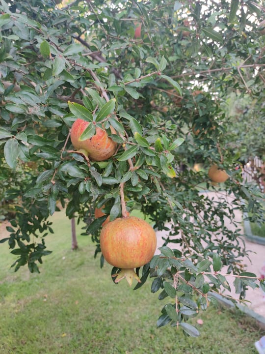 Gartenanlage Labranda Alantur Resort