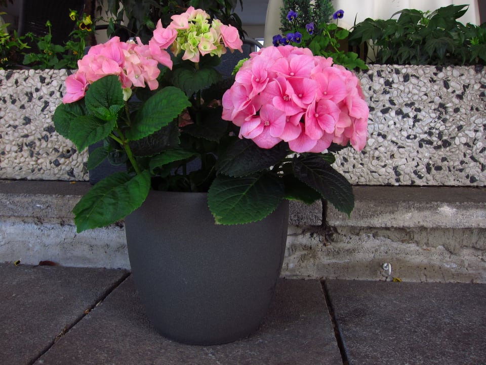 Gartenanlage Hotel Moerser Hof