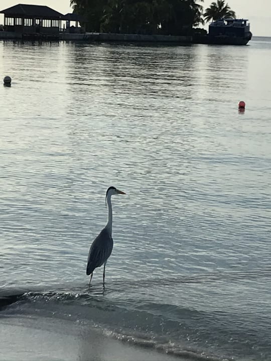 Sonstiges Kuredu Island Resort & Spa