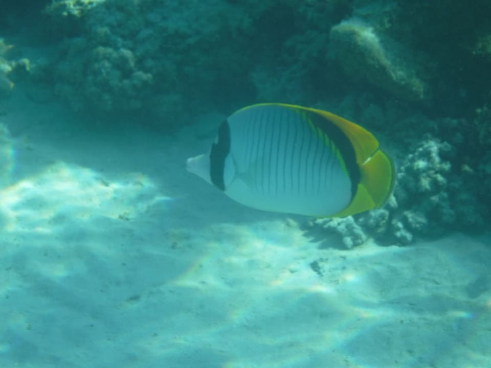 Sport & Freizeit Stella Beach Resort & Spa Makadi Bay