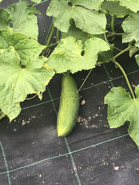 Gartenanlage Hotel Meringerhof