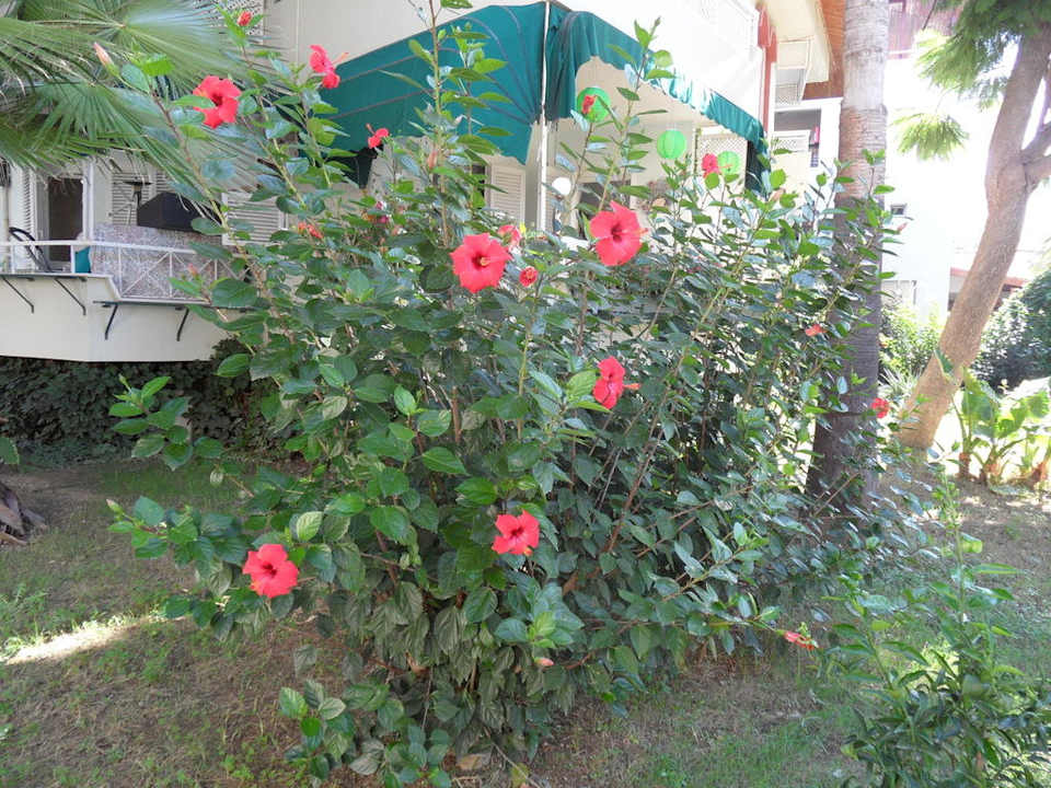 Tolle Hibiskussträucher im gesamten Gartenbereich Hotel Sirma