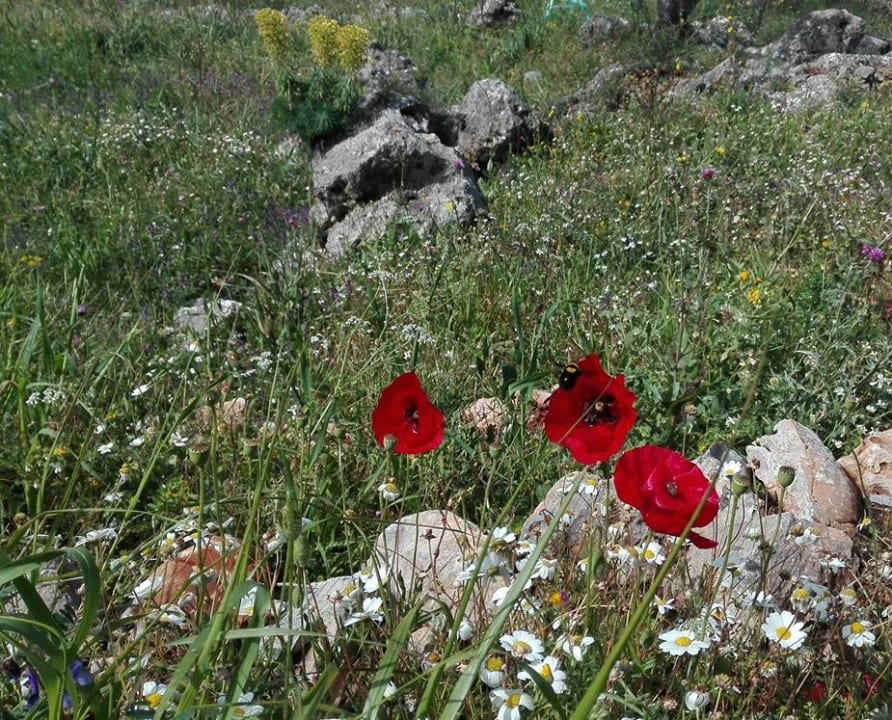 Gartenanlage Biohotel Mani Sonnenlink