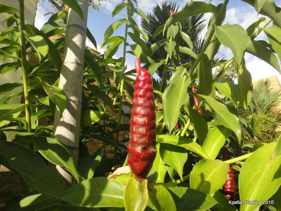 Необычный цветок Avani Ao Nang Cliff Krabi Resort