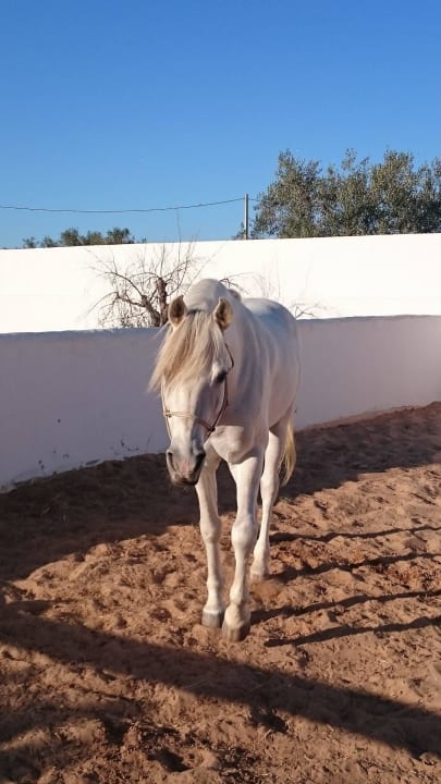 Der hübsche Chems im kleinen Paddock Ranch El Castille Gästehaus