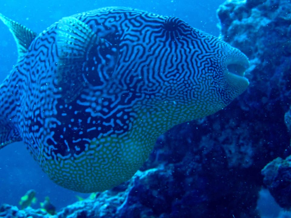 Riesen- Kugelfisch Embudu Village