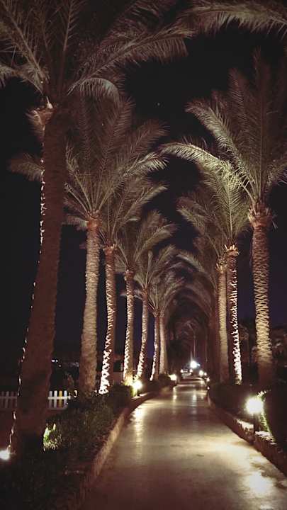 Gartenanlage JAZ Mirabel Beach