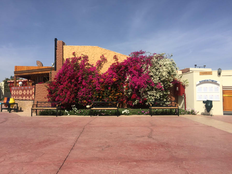 Gartenanlage Desert Rose