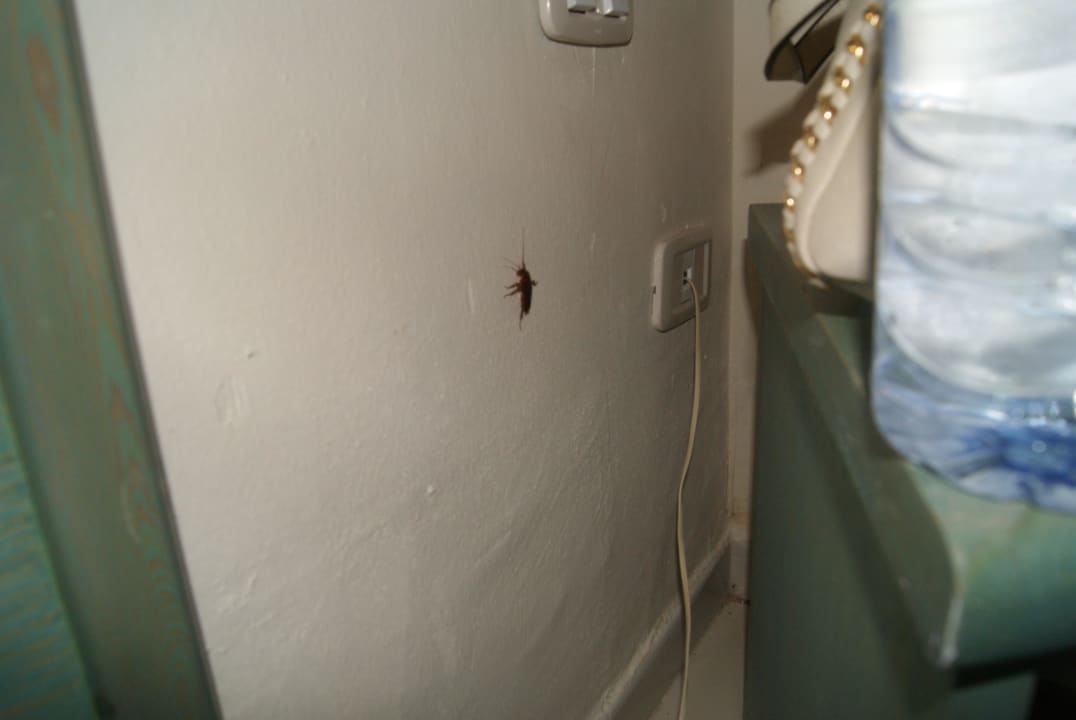 Karaluch Club Lookea Beach Azur