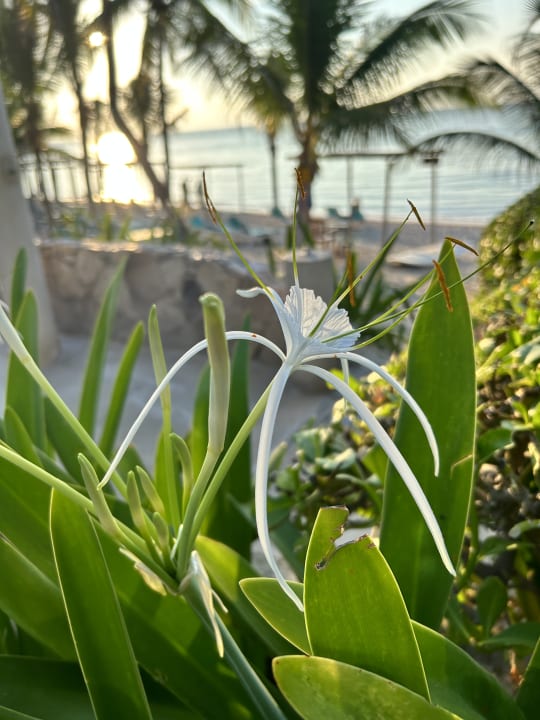 Gartenanlage Akumal Bay Beach & Wellness Resort