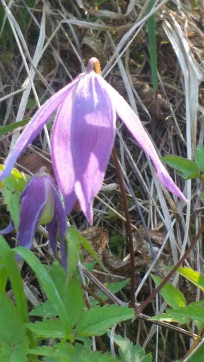 Außenansicht Gasthof Abfalter