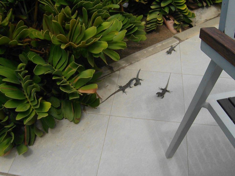 Eidechsen sind überall La Palma Princess