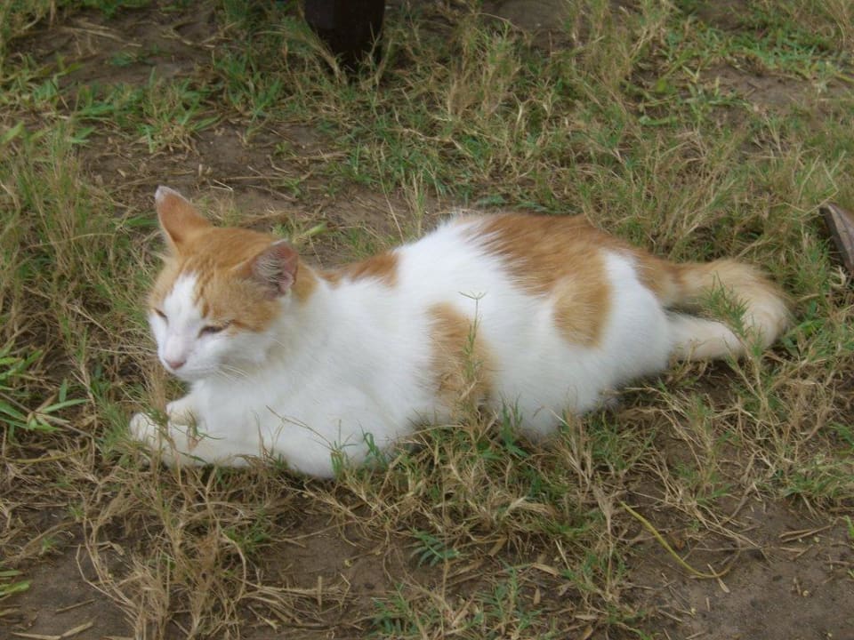Katze Hotel Diani Sea Lodge