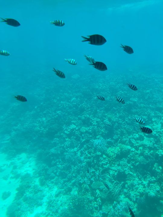 Sonstiges Sunny Days El Palacio Resort & Spa