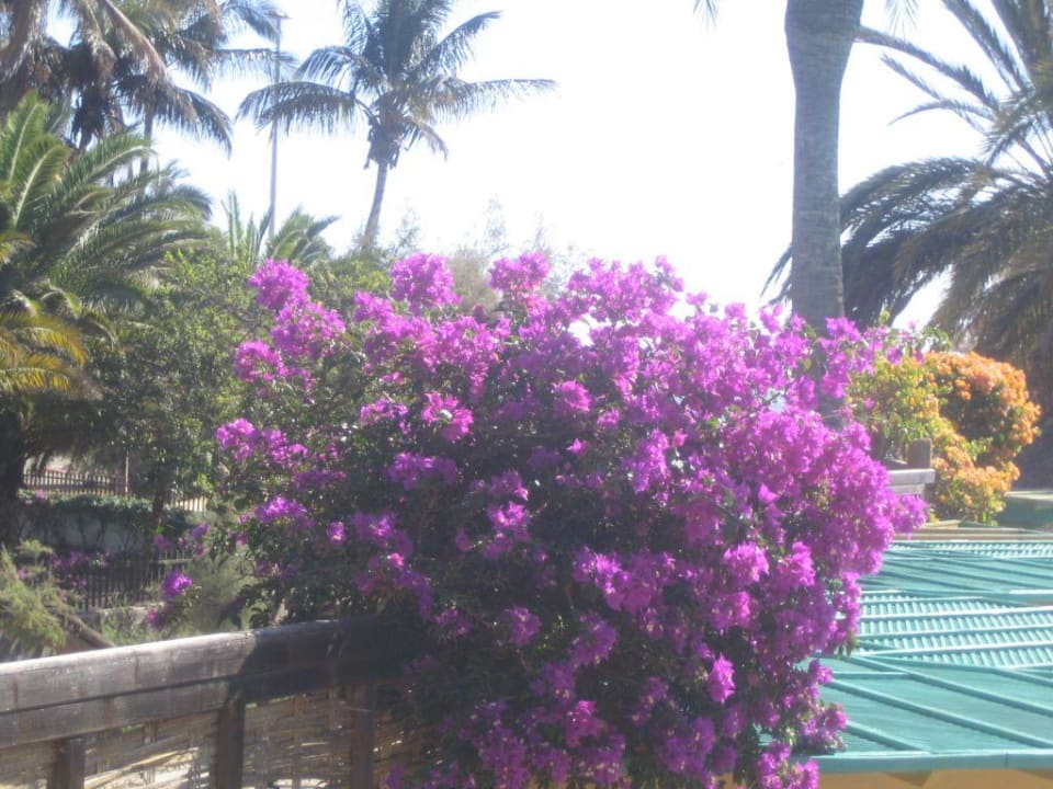 Im Garten des Hotels IFA Beach Corallium Beach by Lopesan Hotels - Adults only