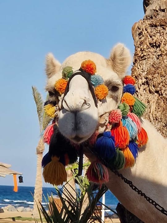 Sonstiges Desert Rose