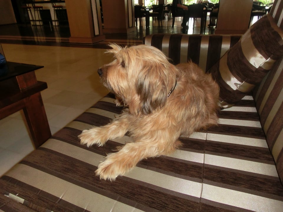 Ganz lieber Hotelhund Seaden Corolla Hotel