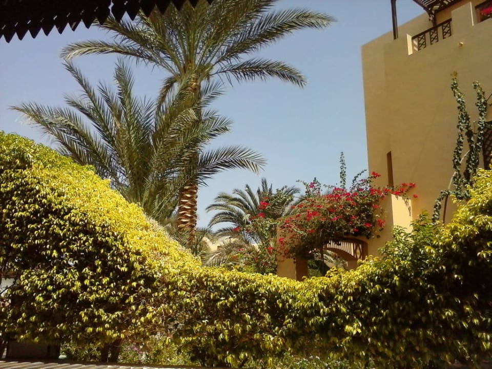 Augenweide, neben dem Pool Steigenberger Coraya Beach - Adults only