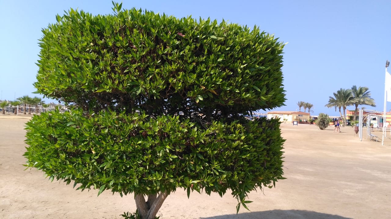 Gartenanlage Malikia Resort Abu Dabbab