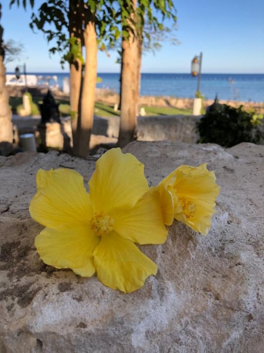 Sonstiges Makadi Spa - Adults only