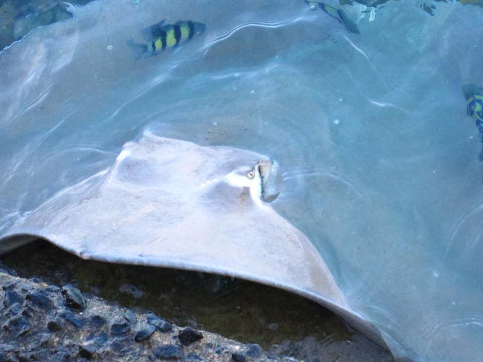 Mantarochen Summer Island Maldives