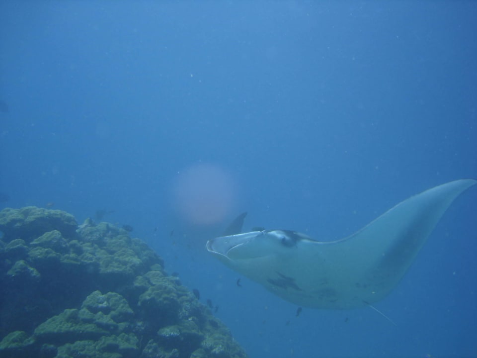 Manta Kuramathi Maldives