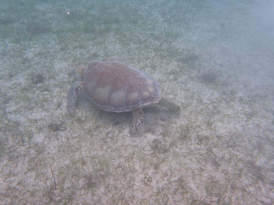 Strand Akumal Bay Beach & Wellness Resort