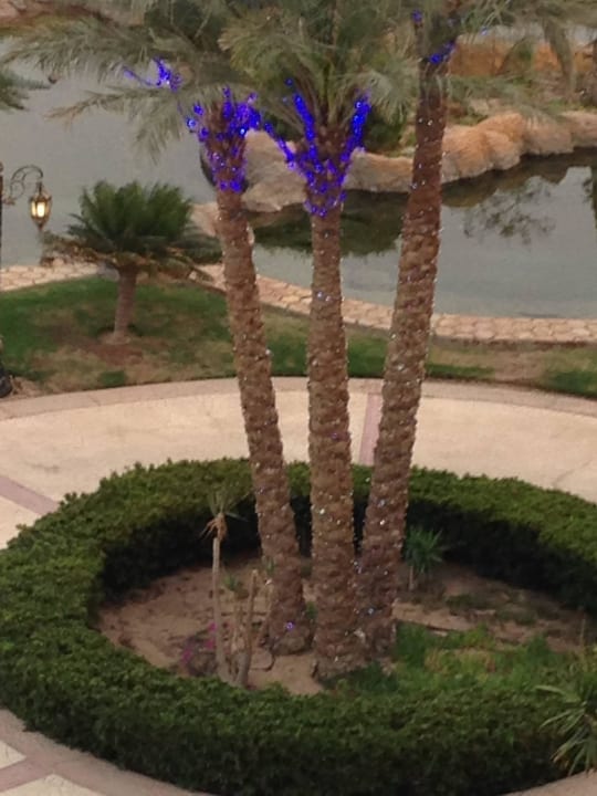 Abendlicher Anblick der Palmen Palm Royale Resort - Soma Bay