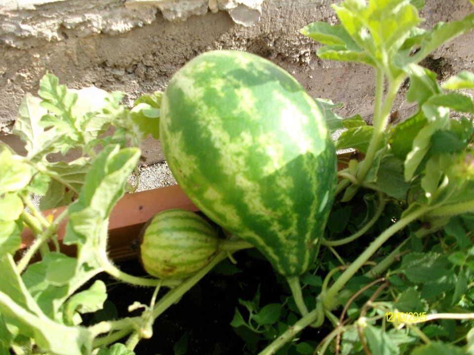 Melonen am Strand Hotel Club Paradiso