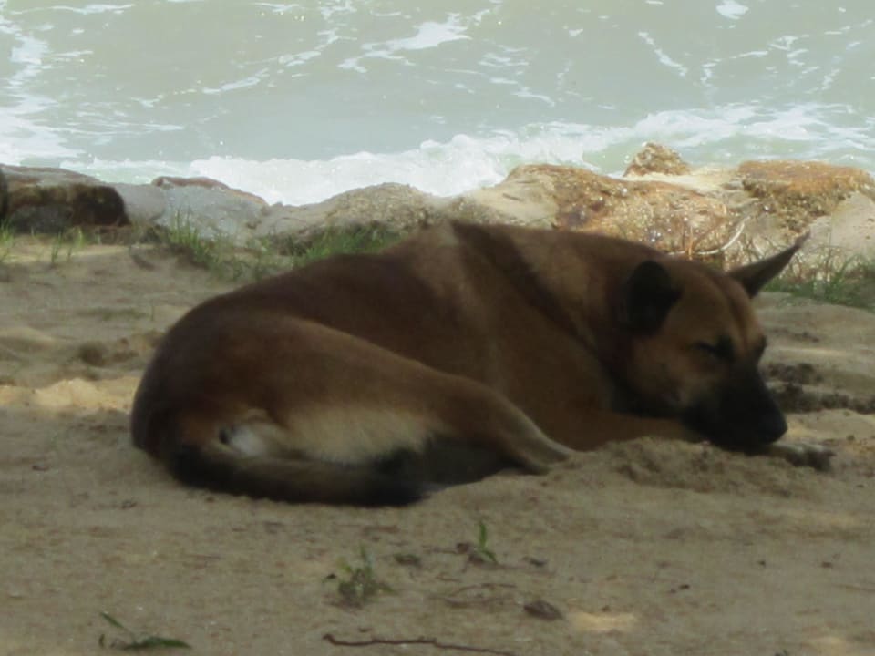 Hund  Khaolak Laguna Resort
