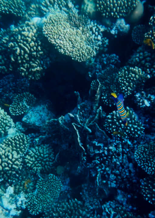 Sport & Freizeit Pickalbatros Citadel Resort