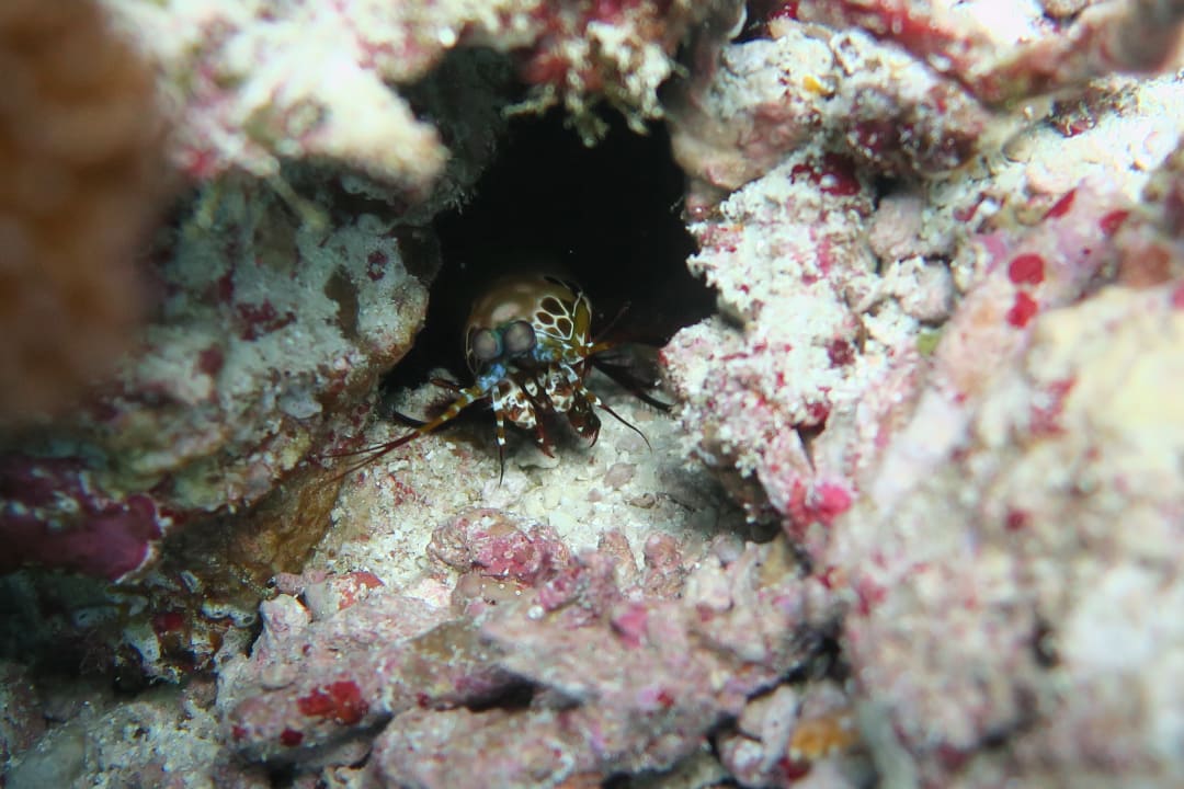 Sport & Freizeit Adaaran Select Meedhupparu Island Resort - Premium All Inclusive