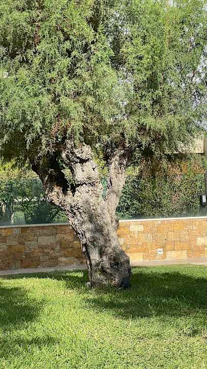 Gartenanlage Amada Colossos Resort