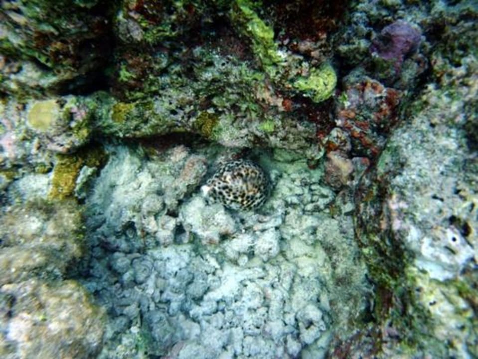 Schnorcheln am Hausriff NH Collection Maldives Reethi Resort