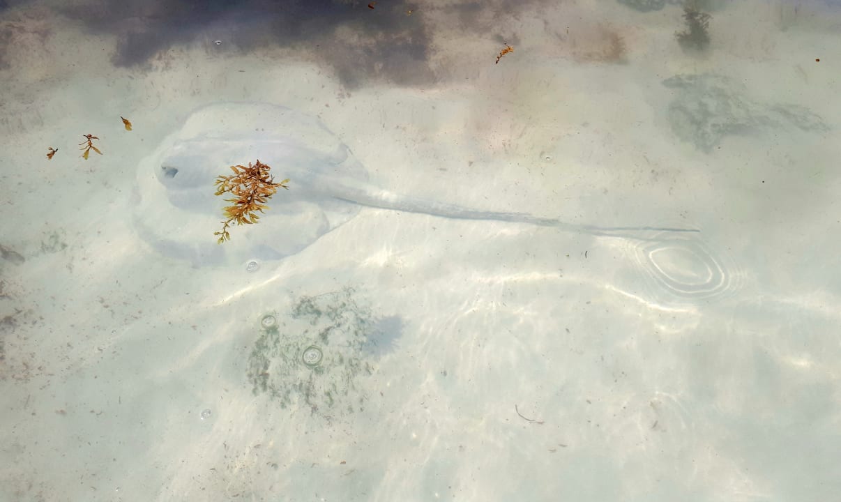 Ein Rochen im seichten Wasser Akumal Bay Beach & Wellness Resort