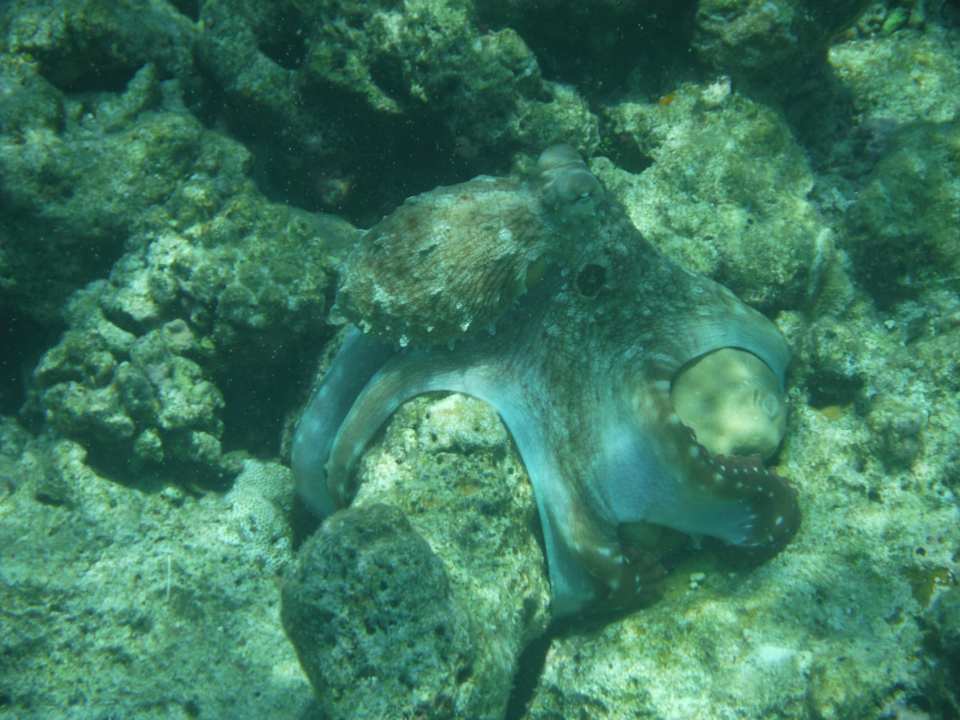 Sport & Freizeit aaaVeee Nature's Paradise