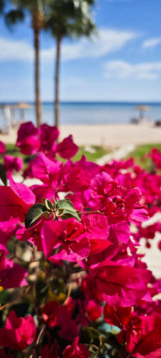 Gartenanlage Shams Prestige Abu Soma-Adults Only