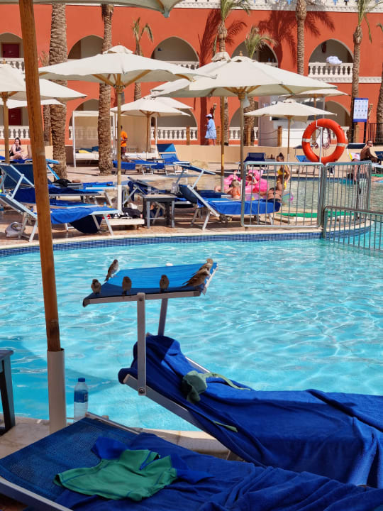 Pool Pickalbatros Alf Leila Wa Leila Resort - Neverland Hurghada