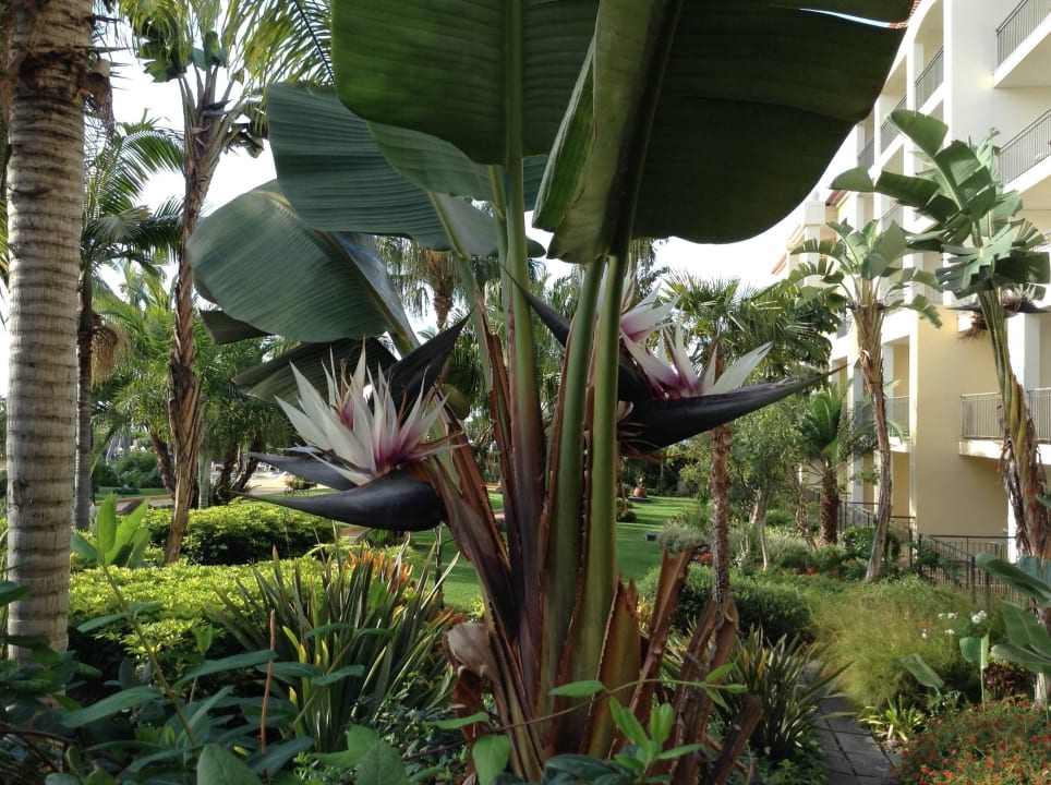 Blüte einer großen Strelitzie Hotel Porto Mare - PortoBay