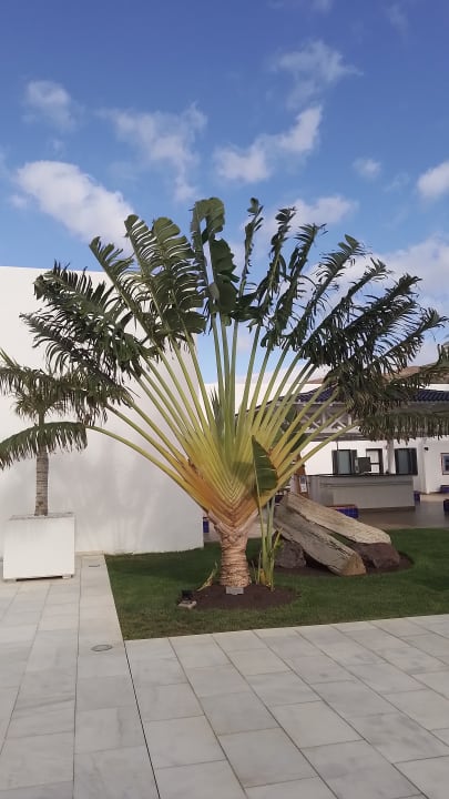 Gartenanlage ROBINSON JANDIA PLAYA