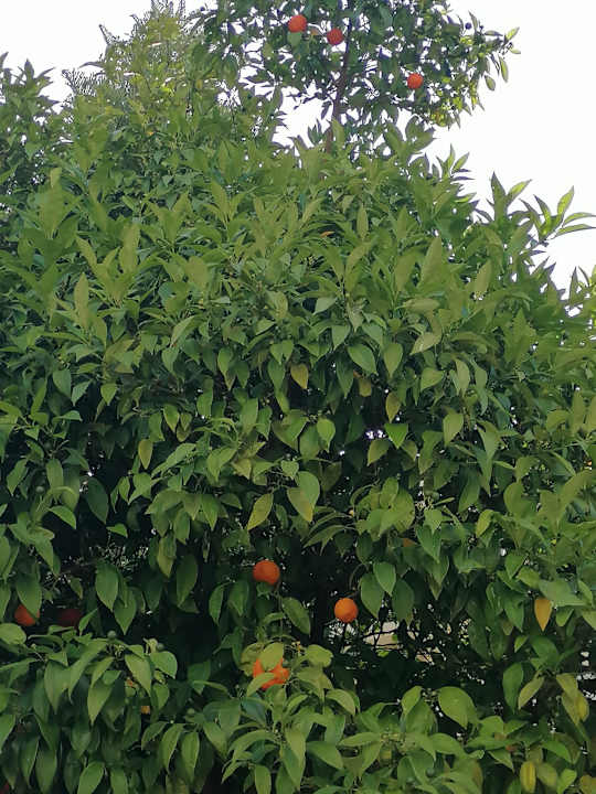 Gartenanlage Dream Family Club