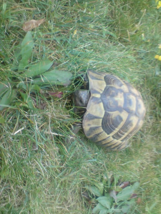 Die lief darum Duni Royal Pelican Resort