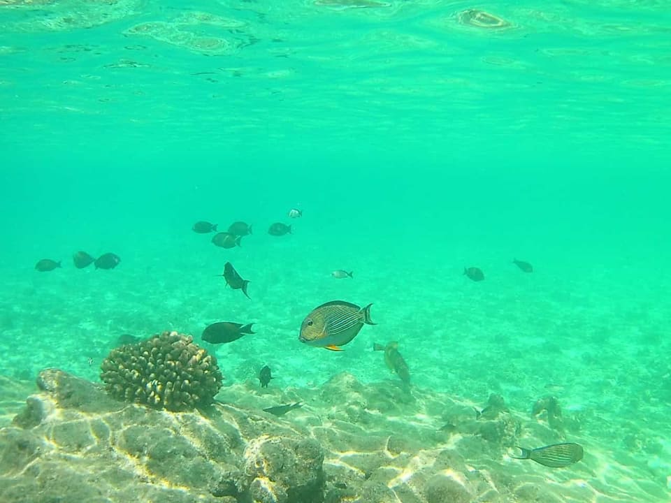 Sport & Freizeit Summer Island Maldives