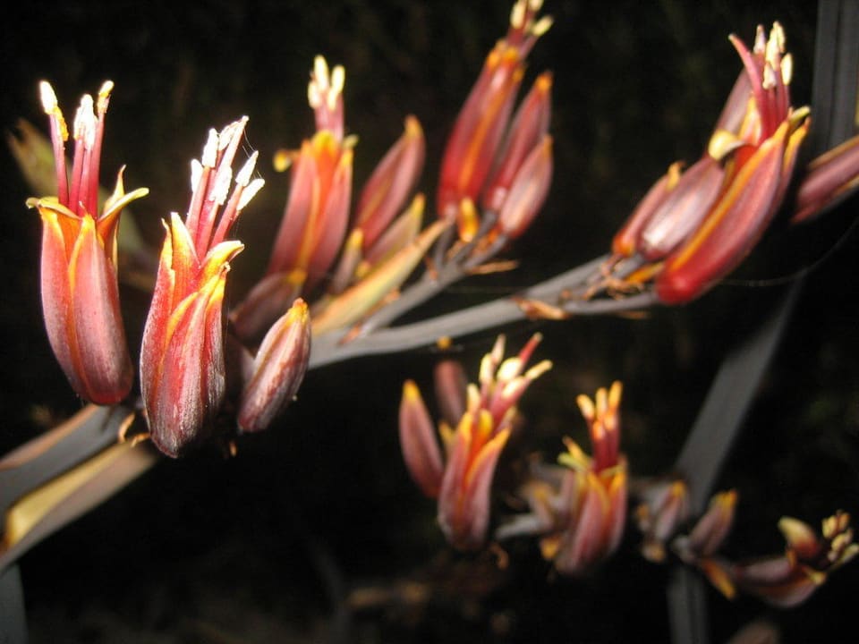 Was blüht nachts? Neptune Luxury Resort