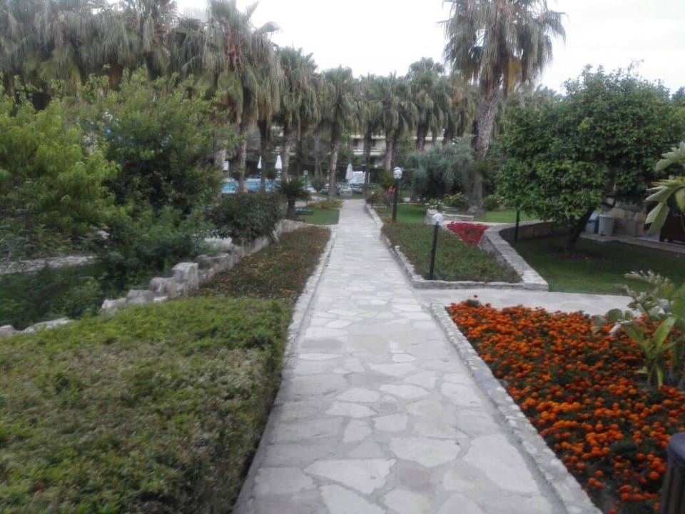 Blumen Arum Barut Collection